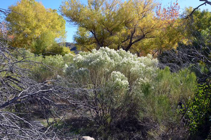 Desertbroom is a shrub with multiple green stems with multiple broom-like branches and spindly in appearance. It is glabrous and resinous and soon becomes woody. Baccharis sarothroides